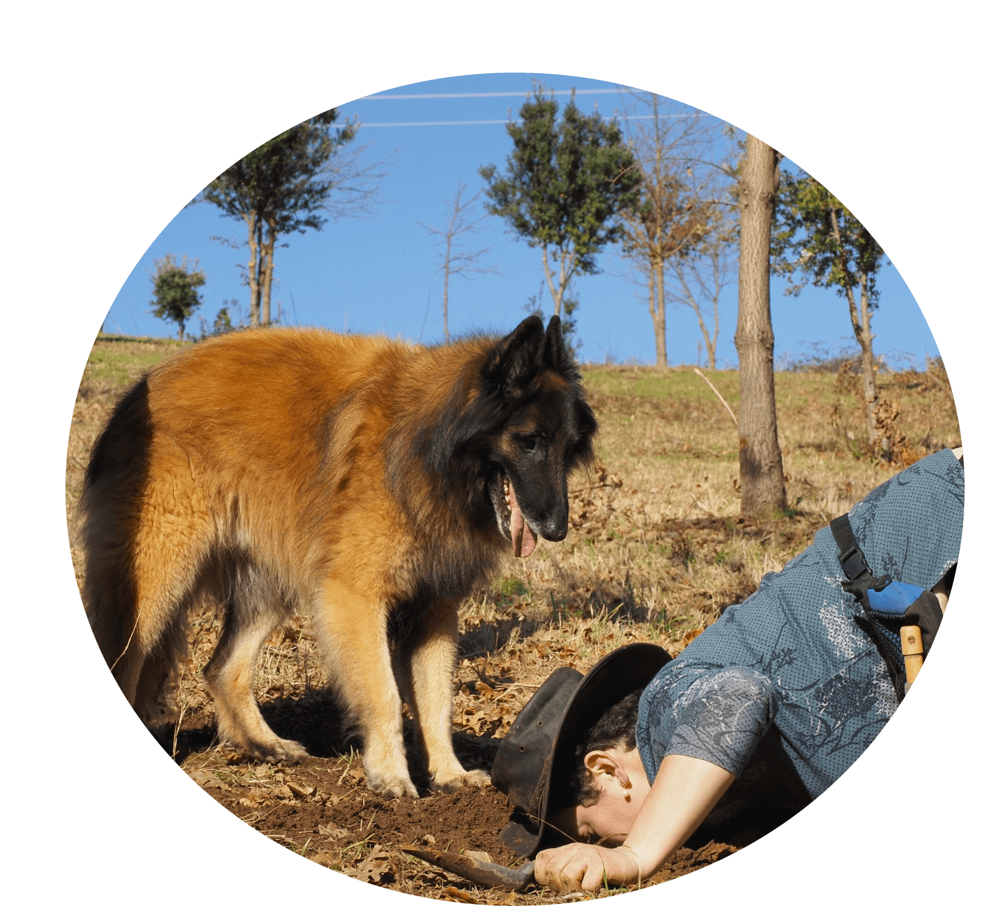 Kovu, an experienced professional truffle dog