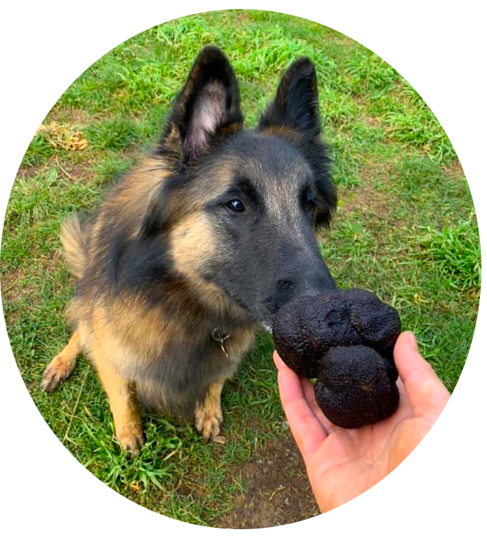 Kovu using scent while training for truffle work