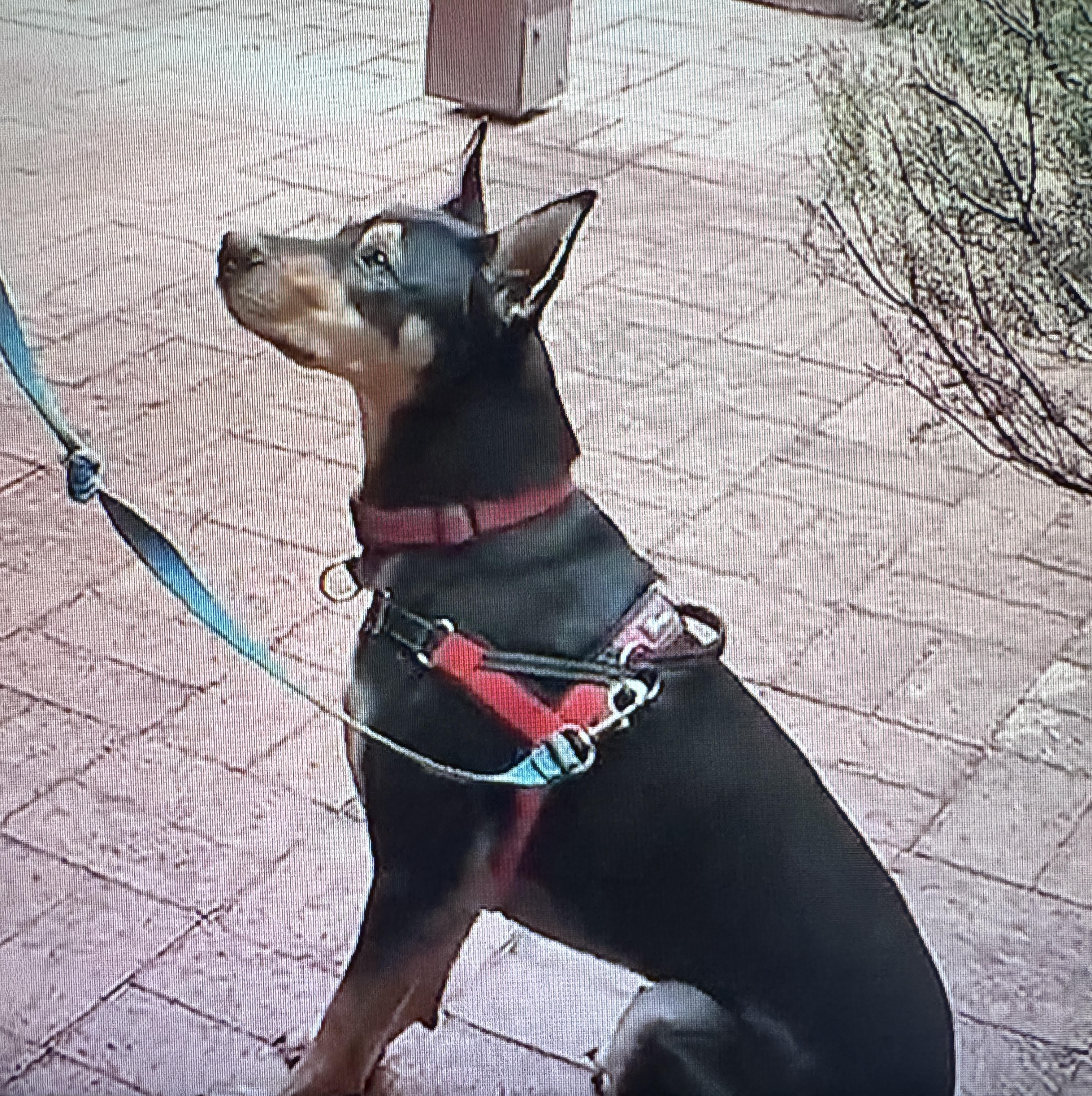 Cover Image for Dougie's First Week during his Truffle Dog Training journey.