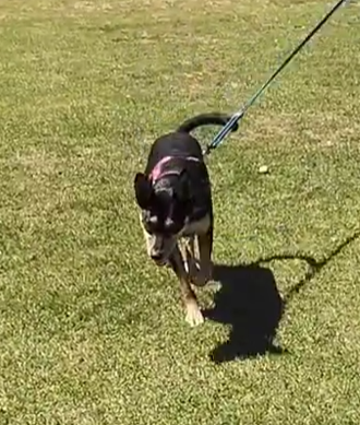 Cover Image for Dougie the Kelpie First Video and assessment for truffle work.
