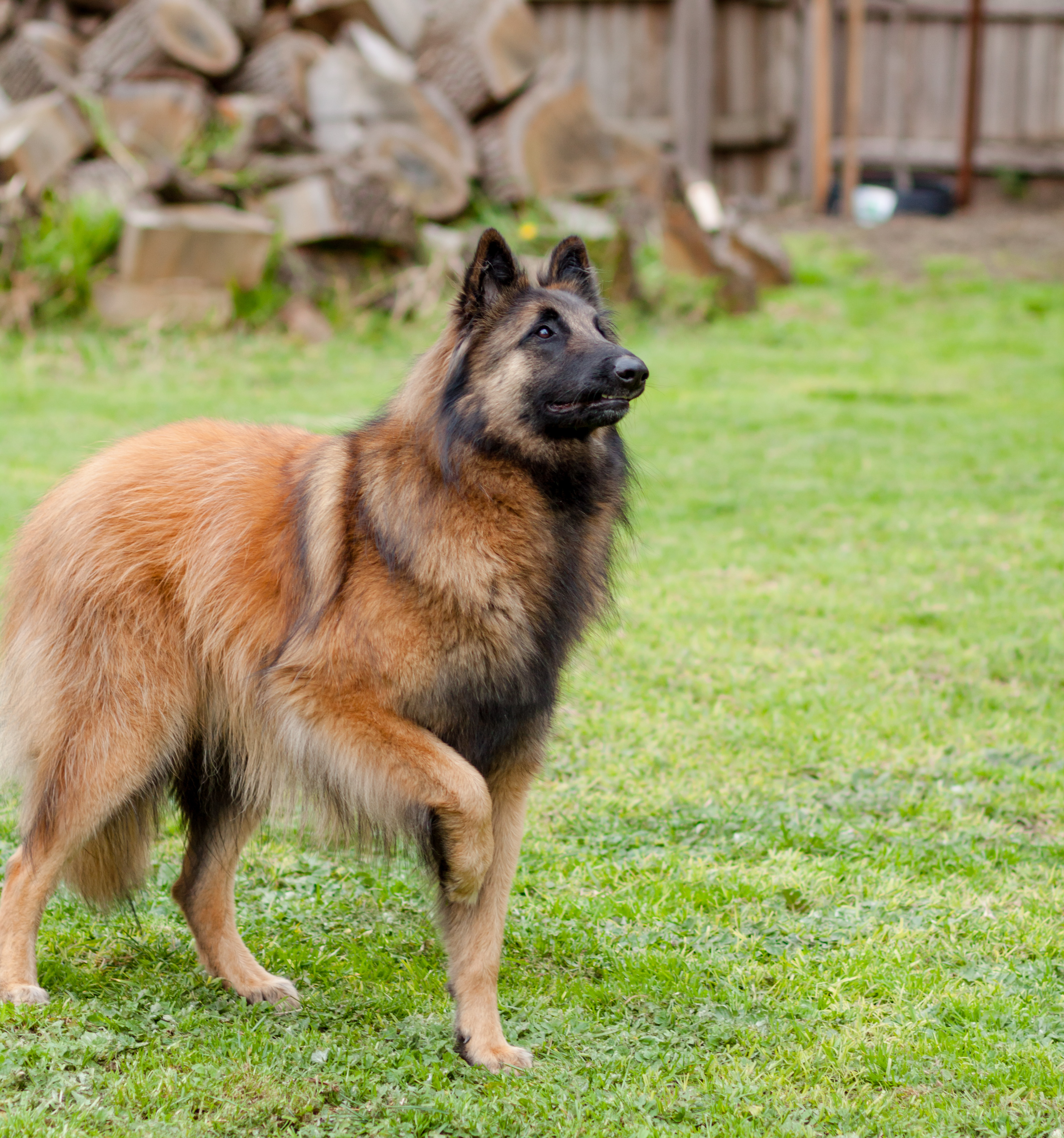 Cover Image for Session 2: Finding the best truffle dog?