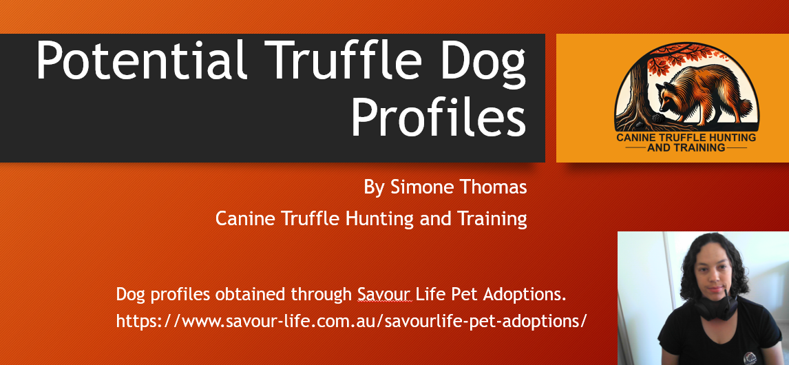 Cover Image for Traits to look for in a truffle dog