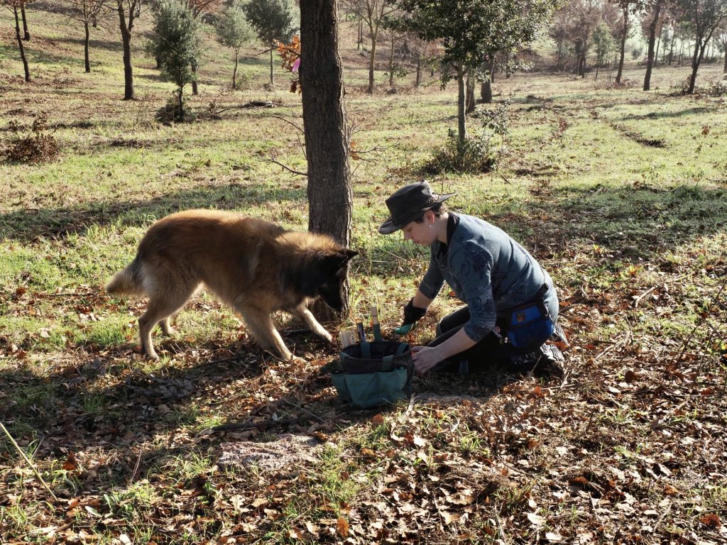 Cover Image for Truffle Dog Training